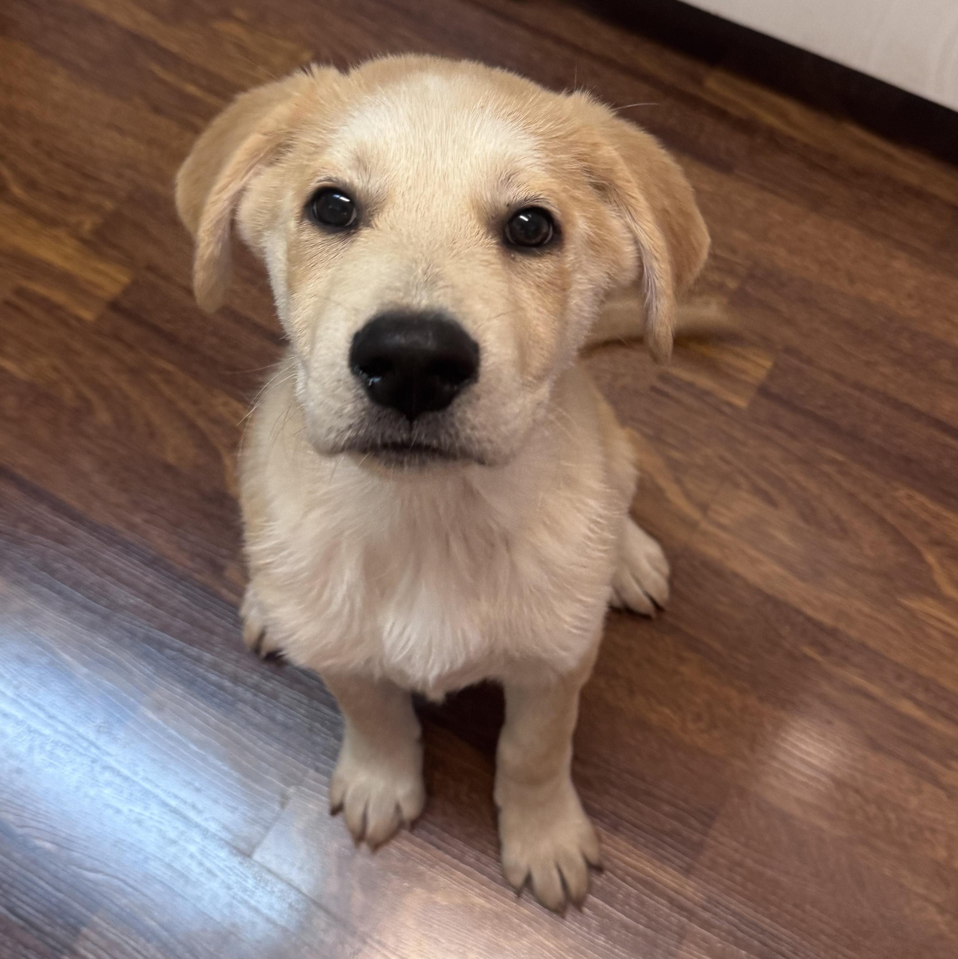 Enlarge Toast, an adopted mixed breed in Whittier, CA image 3/5