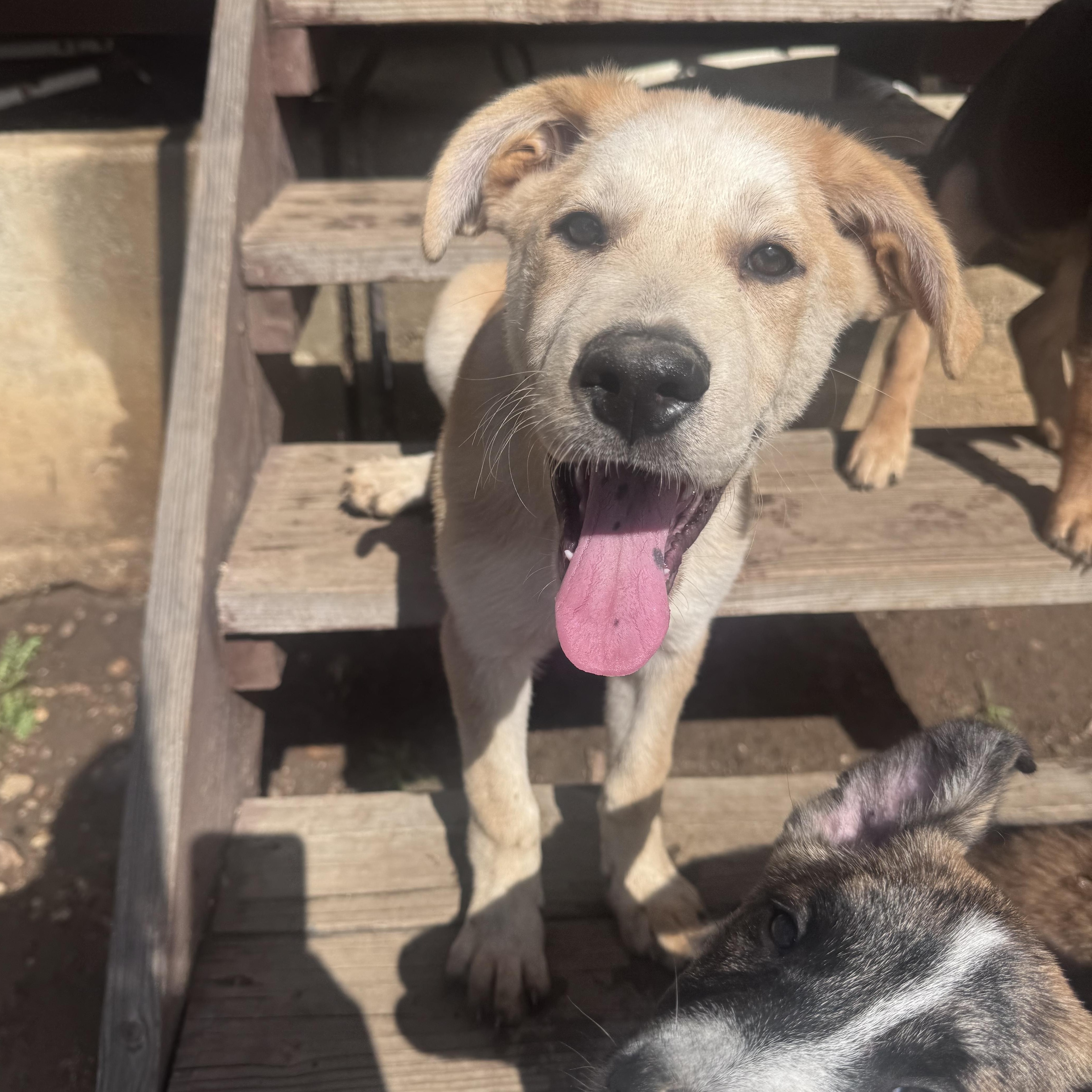 Enlarge Toast, an adopted mixed breed in Whittier, CA image 5/5