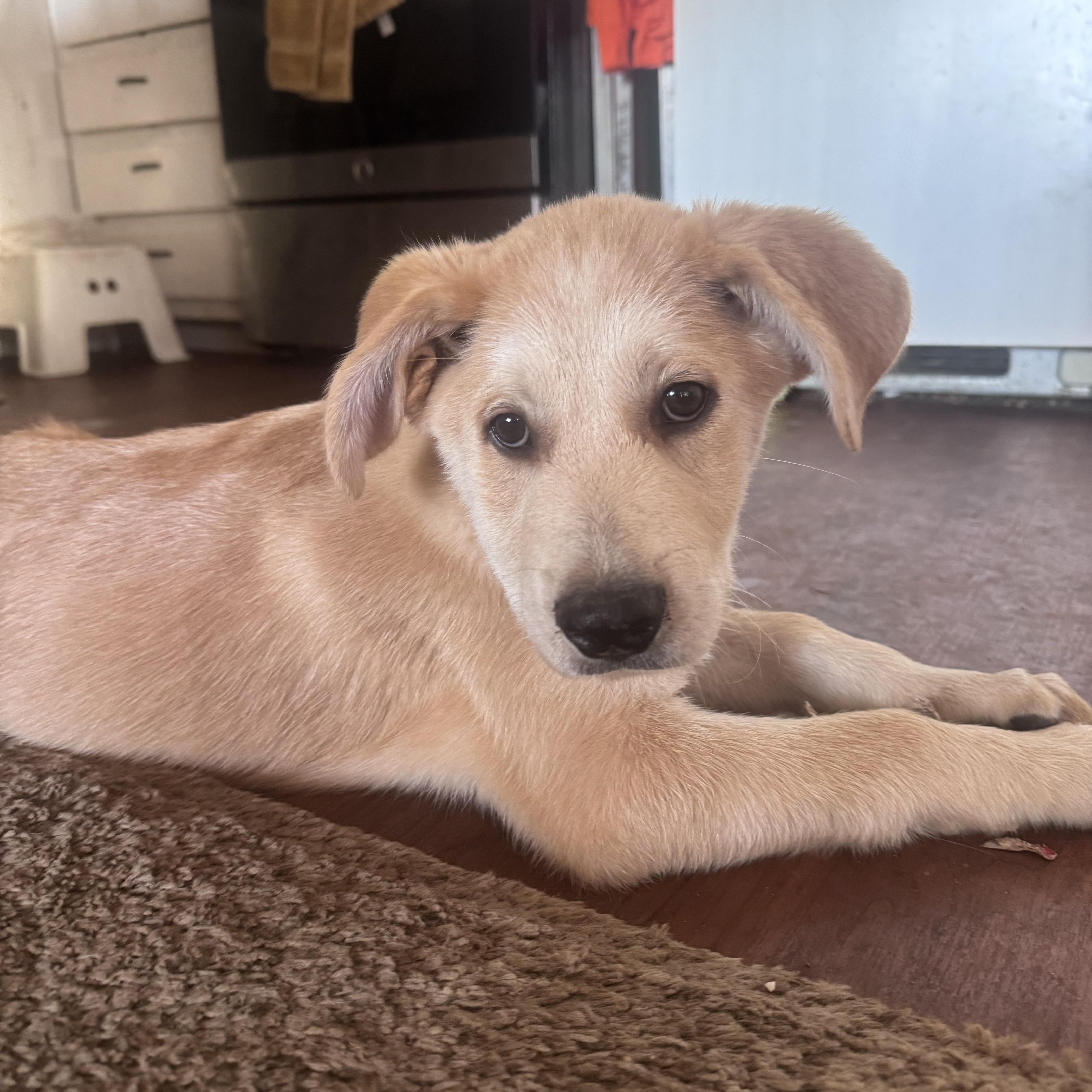 Enlarge Toast, an adopted mixed breed in Whittier, CA image 4/5