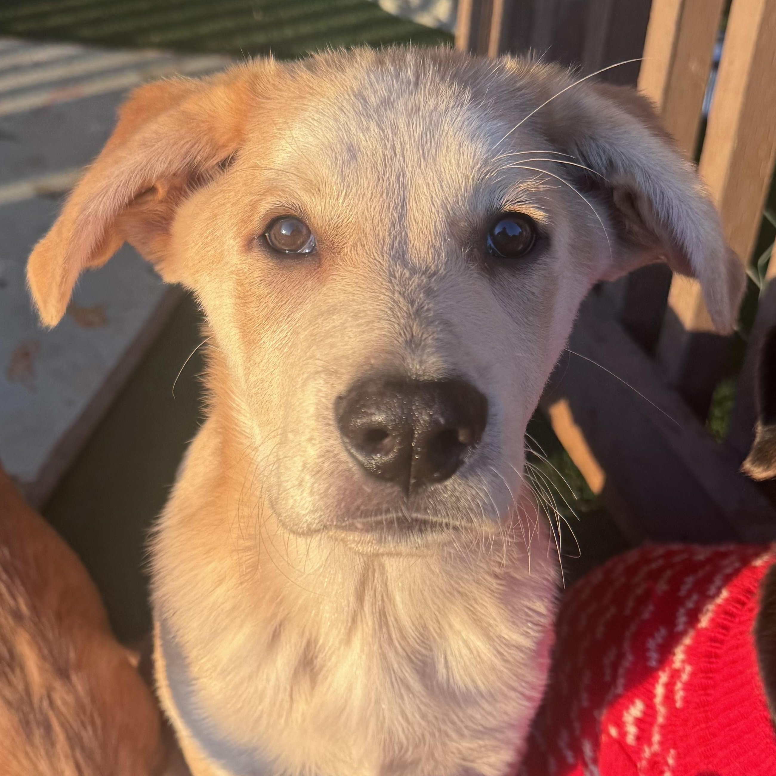 Toast, adopted, Puppy Male Yellow Labrador Retriever & Chow Chow.