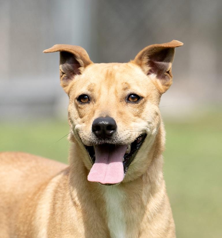 Maki, Young Female Labrador Retriever