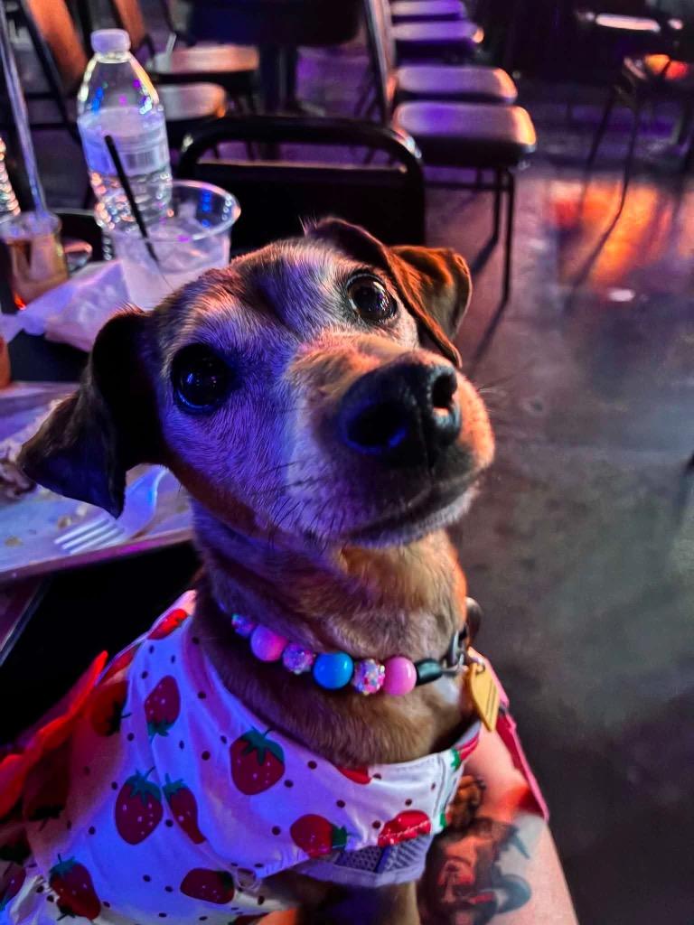 Enlarge Junebug, a Adopted mixed breed in Bristol, WI image 5/5