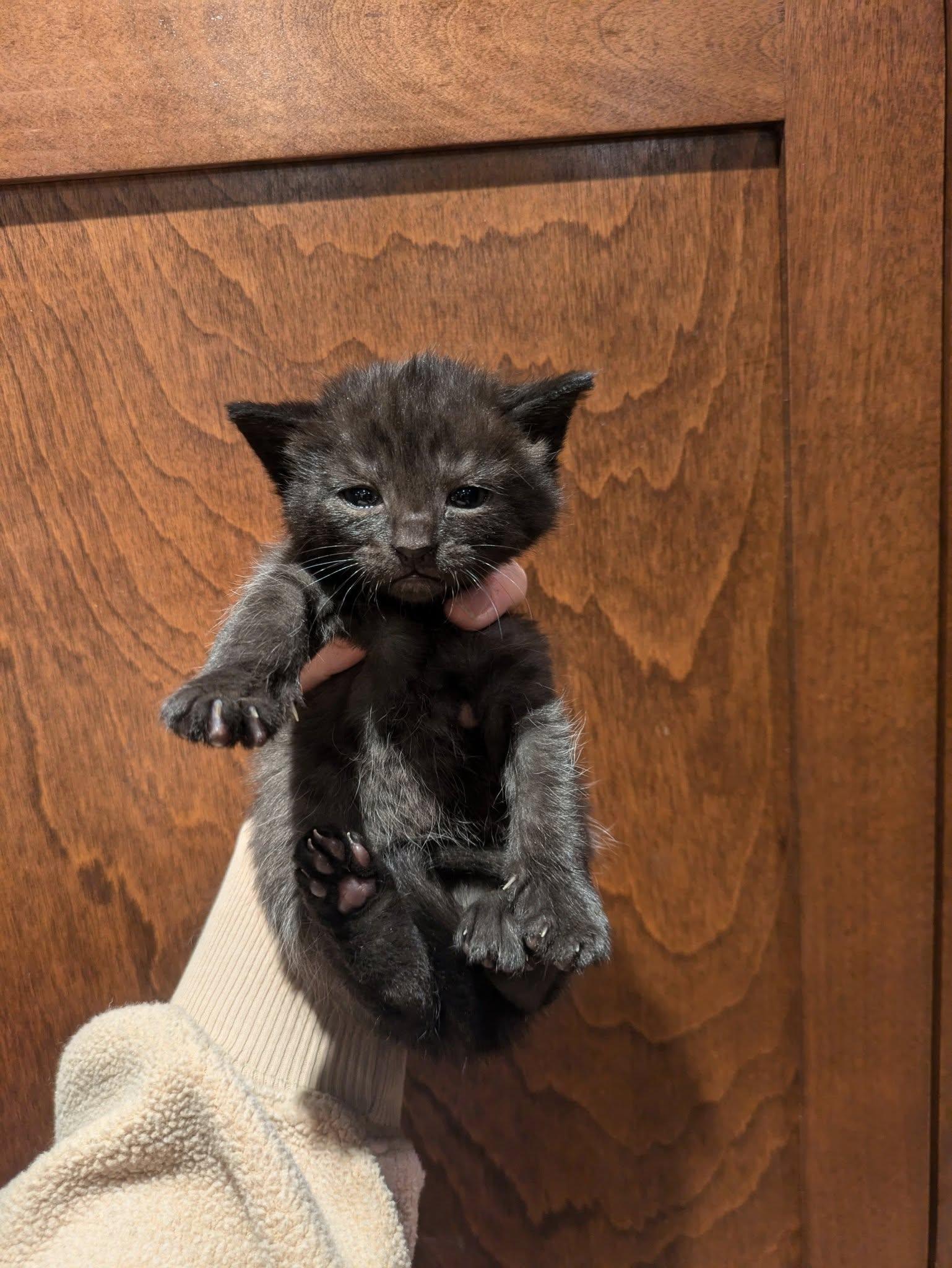 Enlarge Betty, a Adopted mixed breed in Vaudreuil-Dorion, QC image 2/5