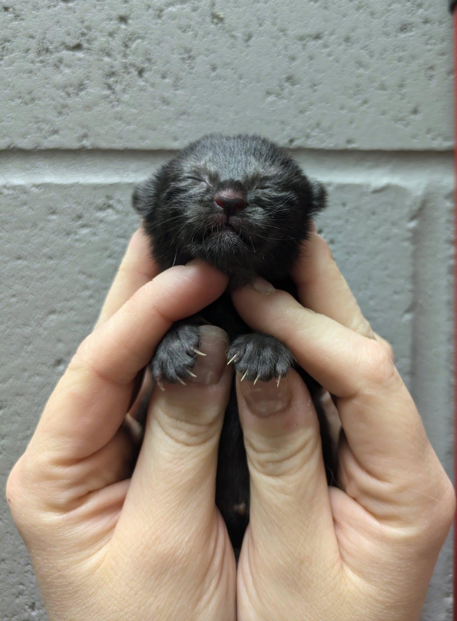 Betty, Adopted, Kitten Female Domestic Short Hair.