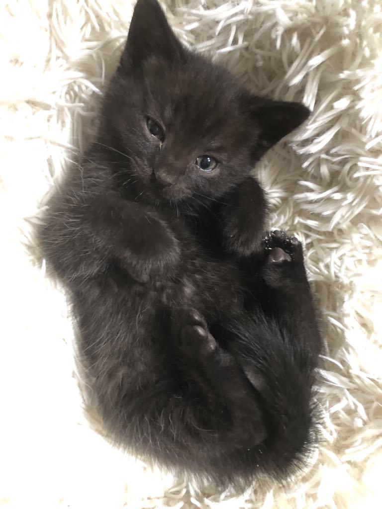 Enlarge Betty, a Adopted mixed breed in Vaudreuil-Dorion, QC image 4/5