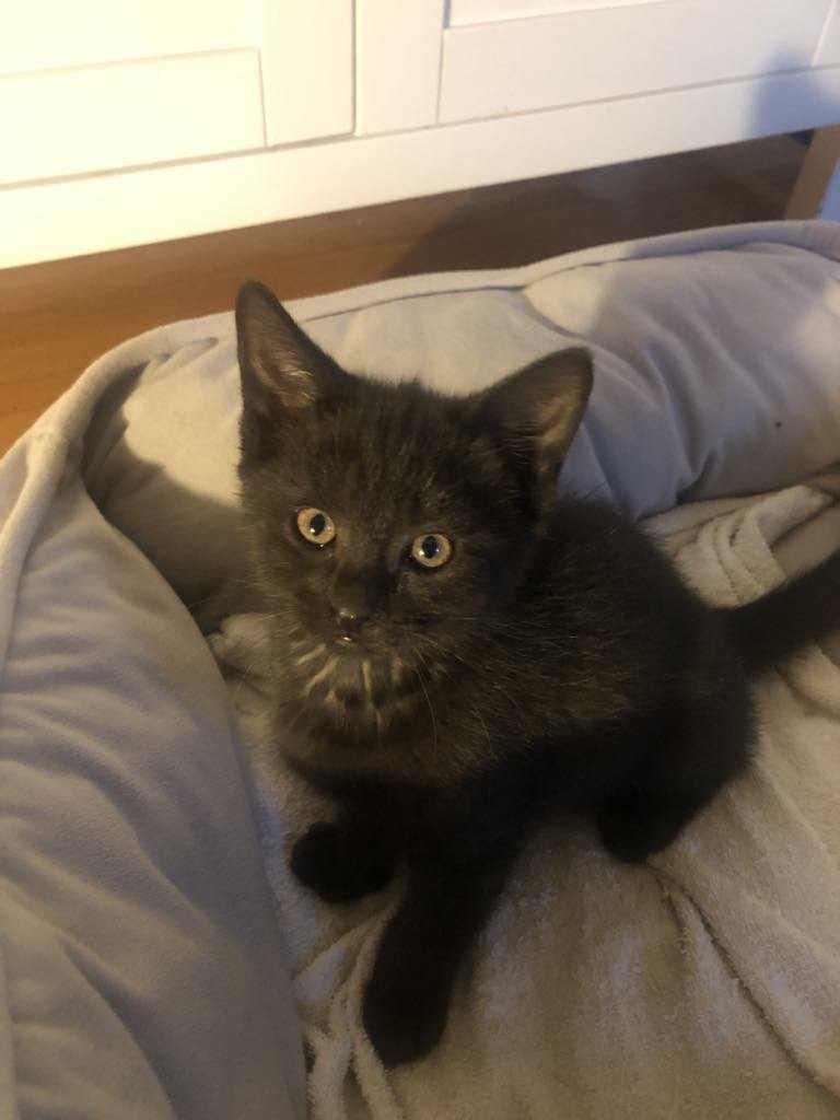 Enlarge Betty, a Adopted mixed breed in Vaudreuil-Dorion, QC image 5/5