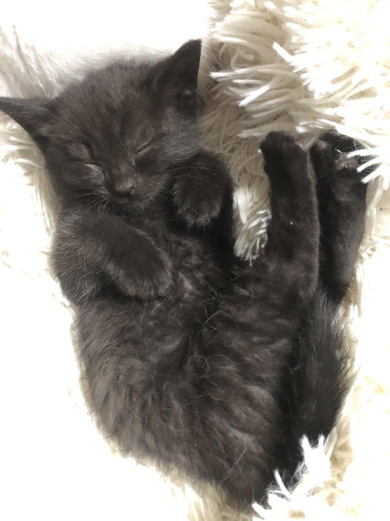 Enlarge Betty, a Adopted mixed breed in Vaudreuil-Dorion, QC image 3/5