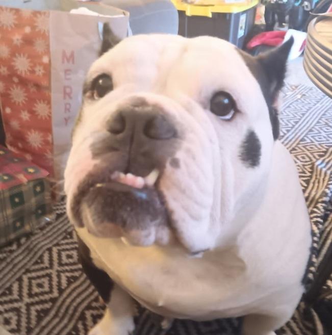 Enlarge Moo moo, an adopted American Bulldog in Billings, MT image 2/2