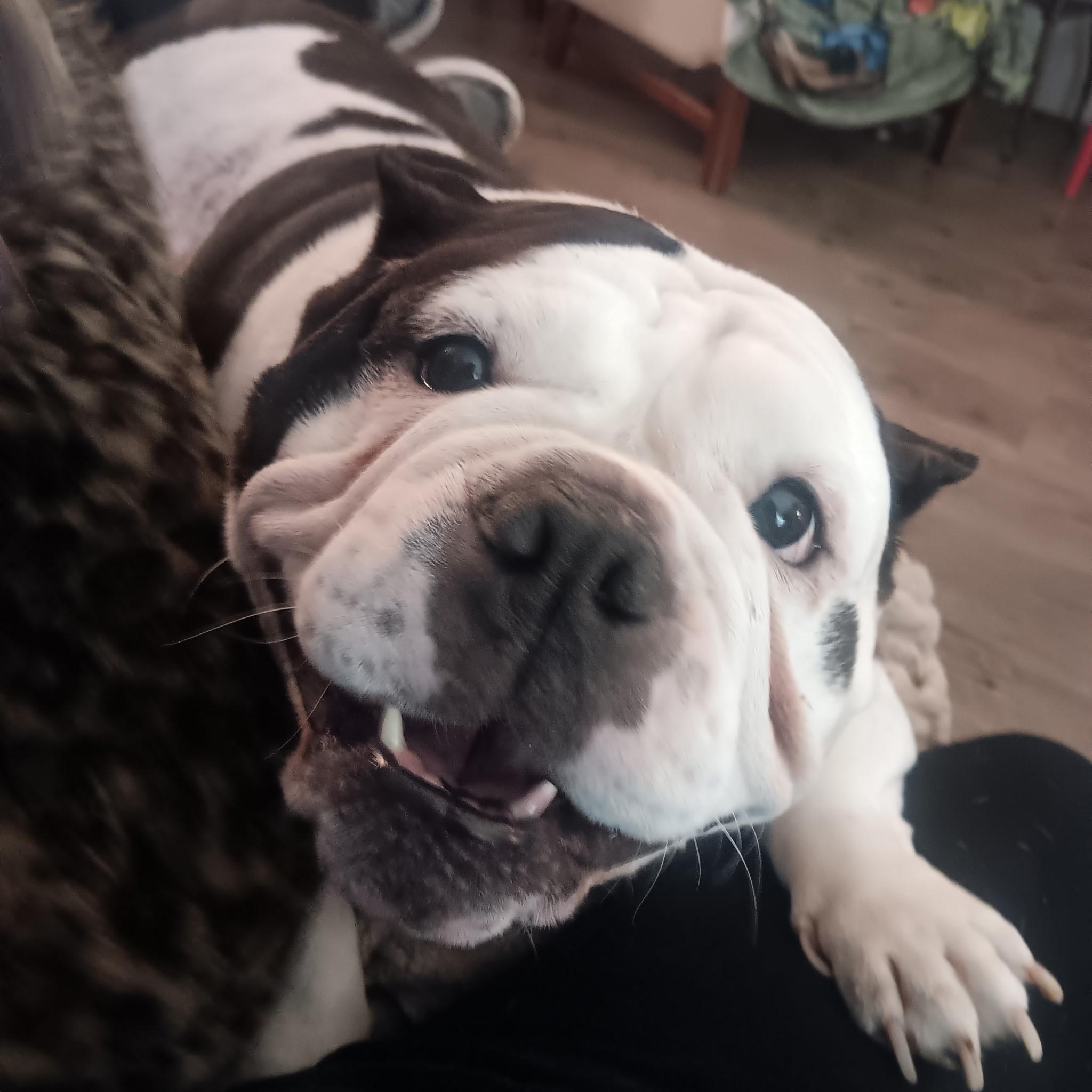 Moo moo, adopted, Adult Female American Bulldog.