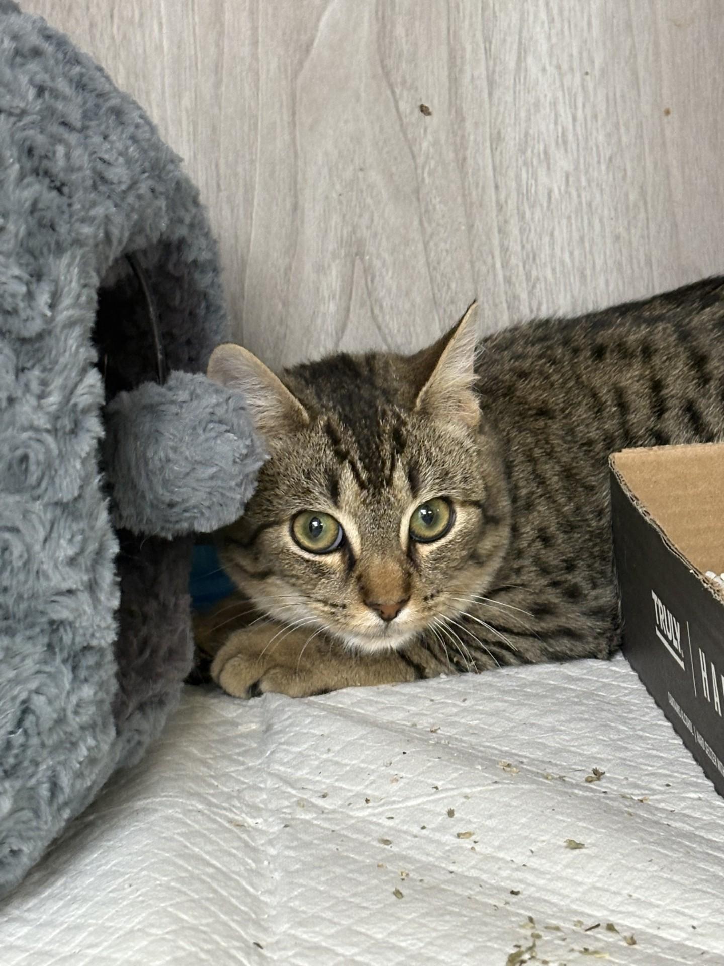 Enlarge Miracle, an adopted Domestic Short Hair in Vernon, NJ image 1/1