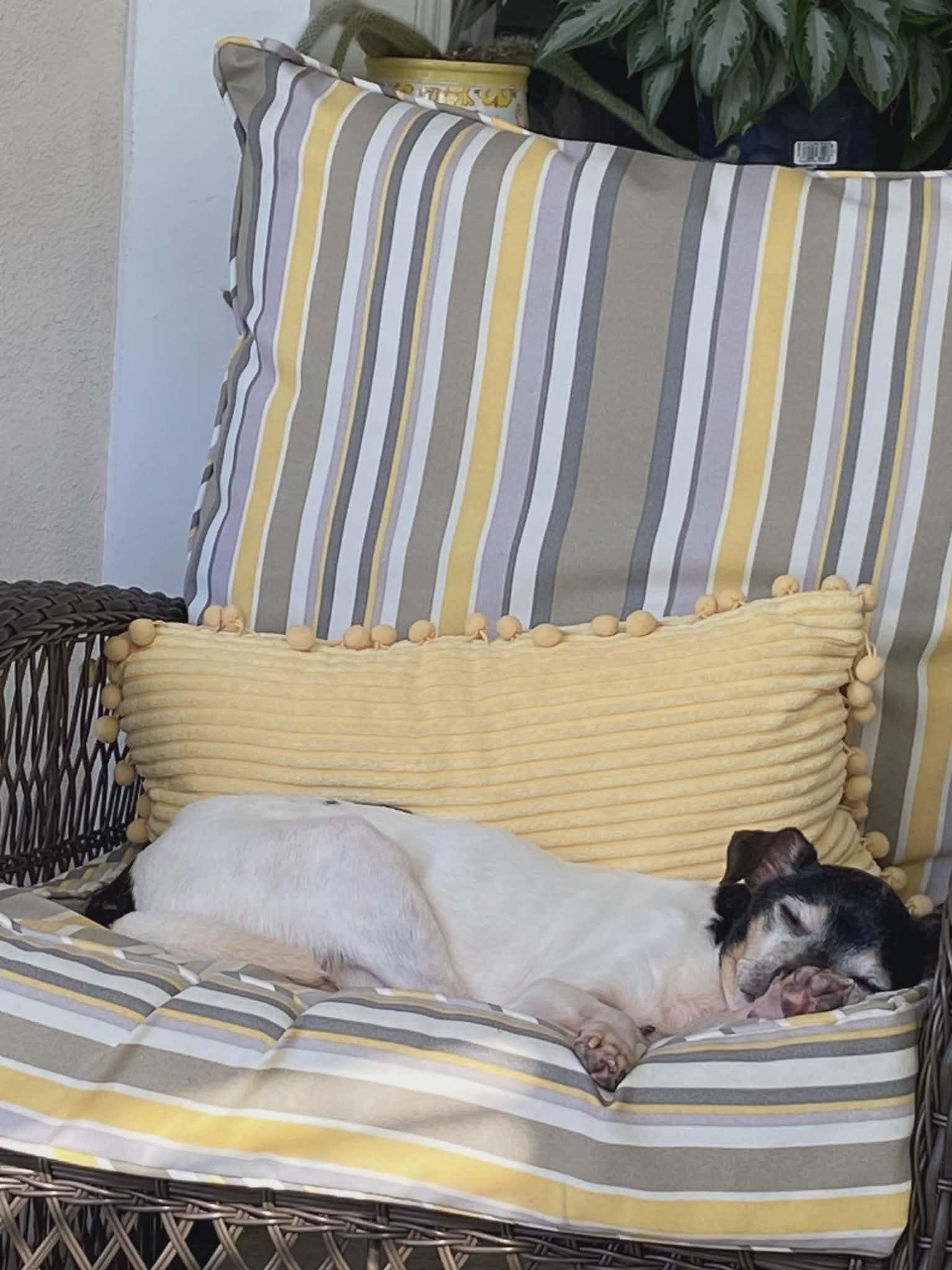 Enlarge Branley, a Adoptable Rat Terrier in Winter Garden, FL image 2/3