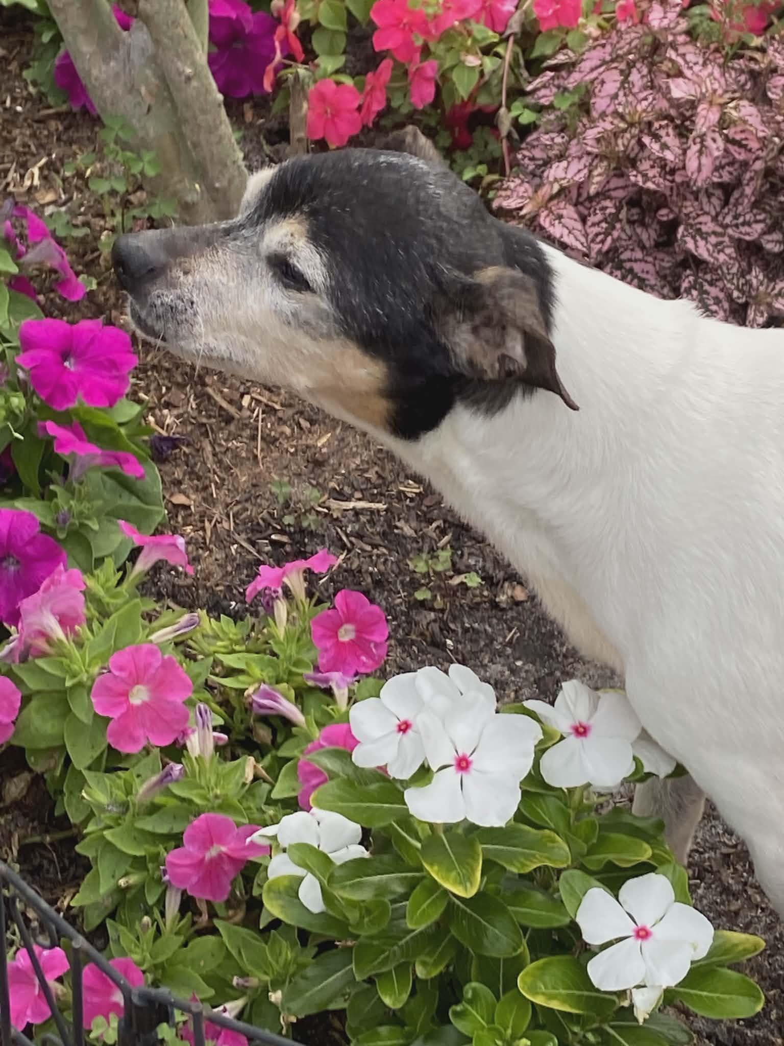 Branley, Adoptable, Senior Male Rat Terrier.
