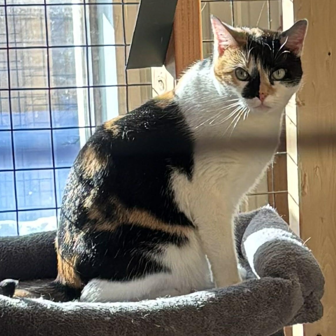 Enlarge Sundae - PENDING ADOPTION, an adopted Domestic Short Hair in Fair Haven, VT image 1/1