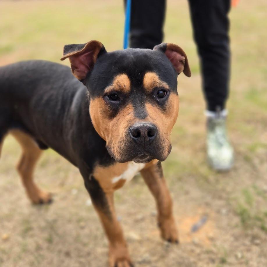 Blendah, Adoptable, Young Male Mixed Breed.