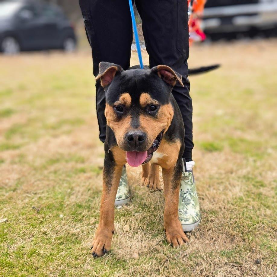 Enlarge Blendah, a Adoptable mixed breed in Douglasville, GA image 2/4