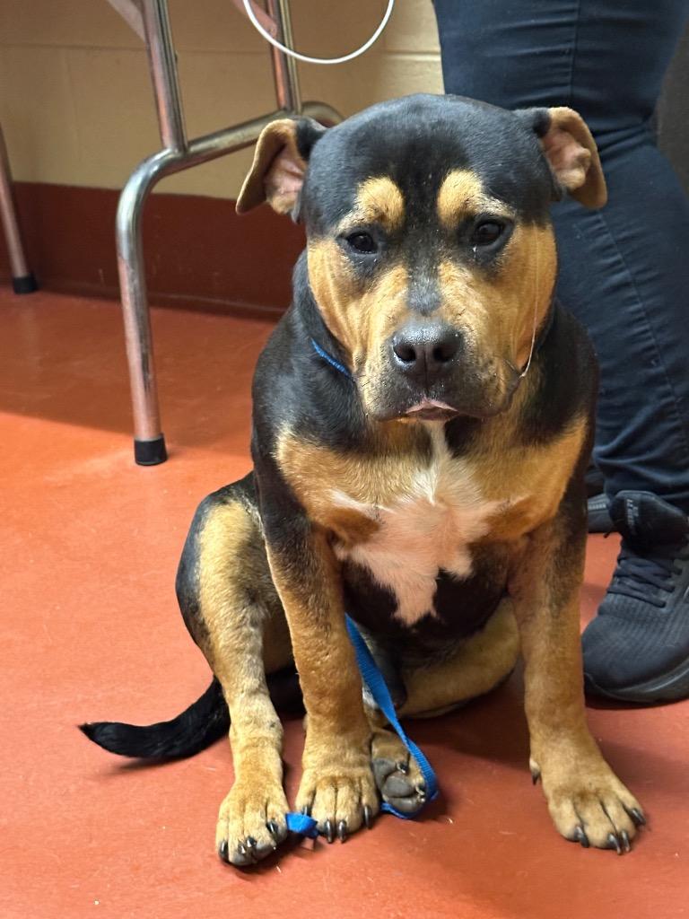 Enlarge Blendah, a Adoptable mixed breed in Douglasville, GA image 4/4