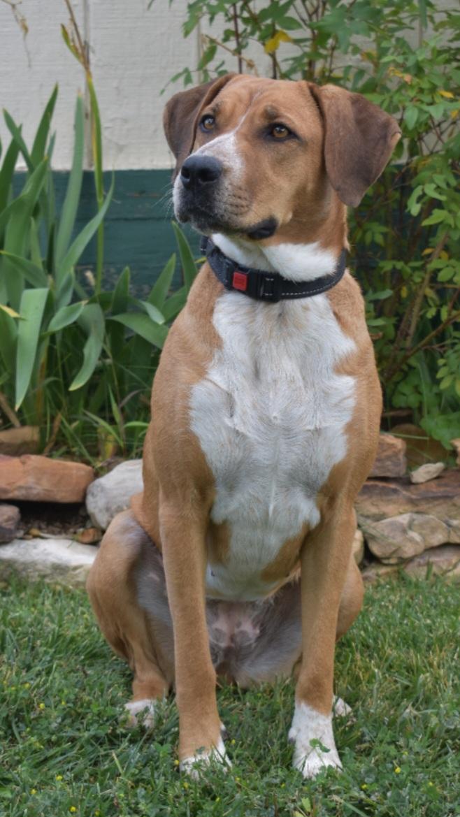 Daisy, an adoptable Rhodesian Ridgeback, Hound in Newcastle, WY, 82701 | Photo Image 1