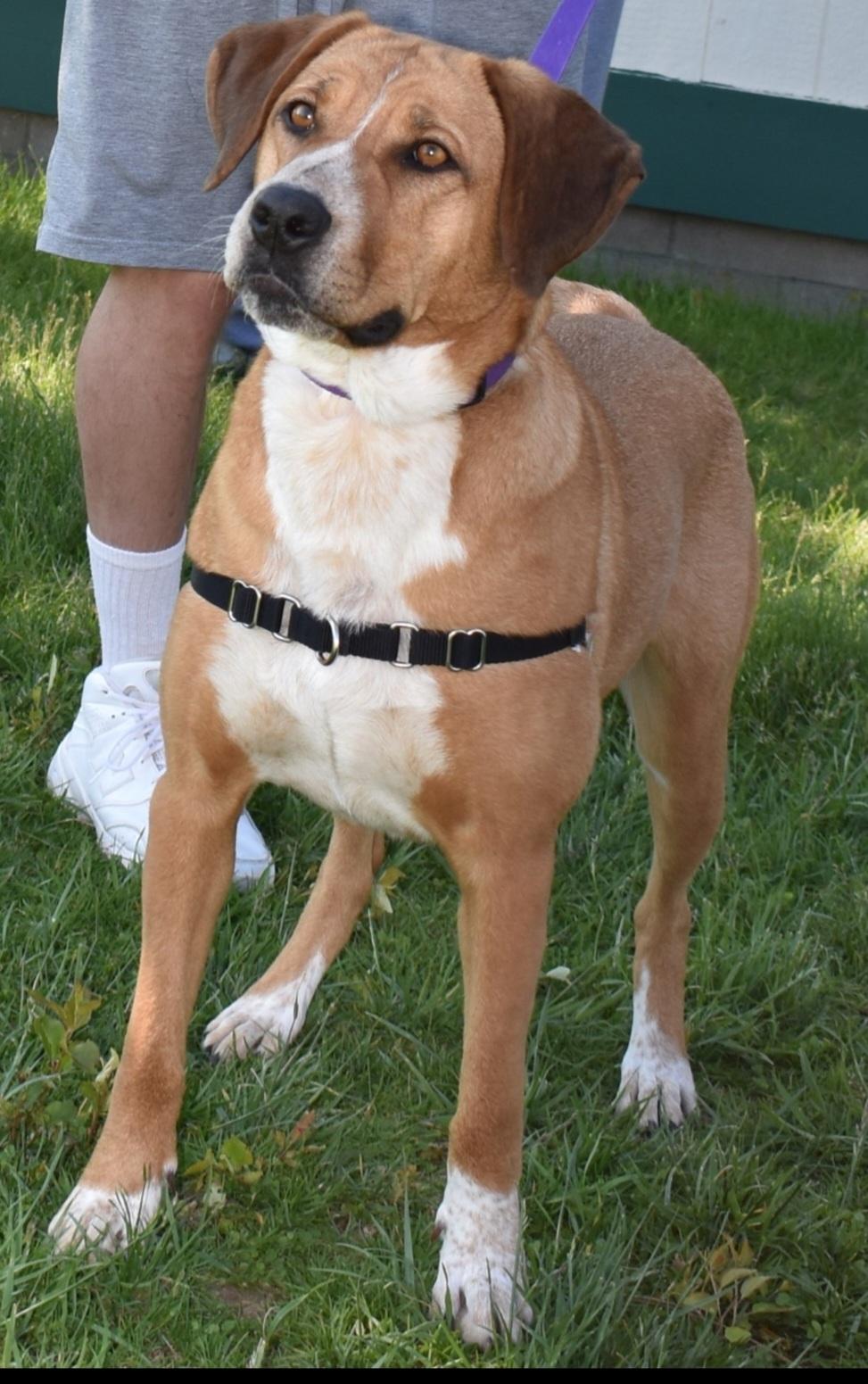 Daisy, an adoptable Rhodesian Ridgeback, Hound in Newcastle, WY, 82701 | Photo Image 2
