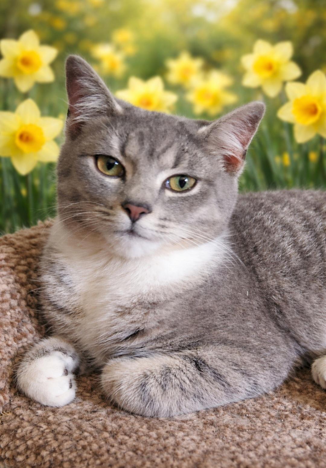 Enlarge Sylvie, a ADOPTABLE Domestic Short Hair in Knoxville, TN image 2/5