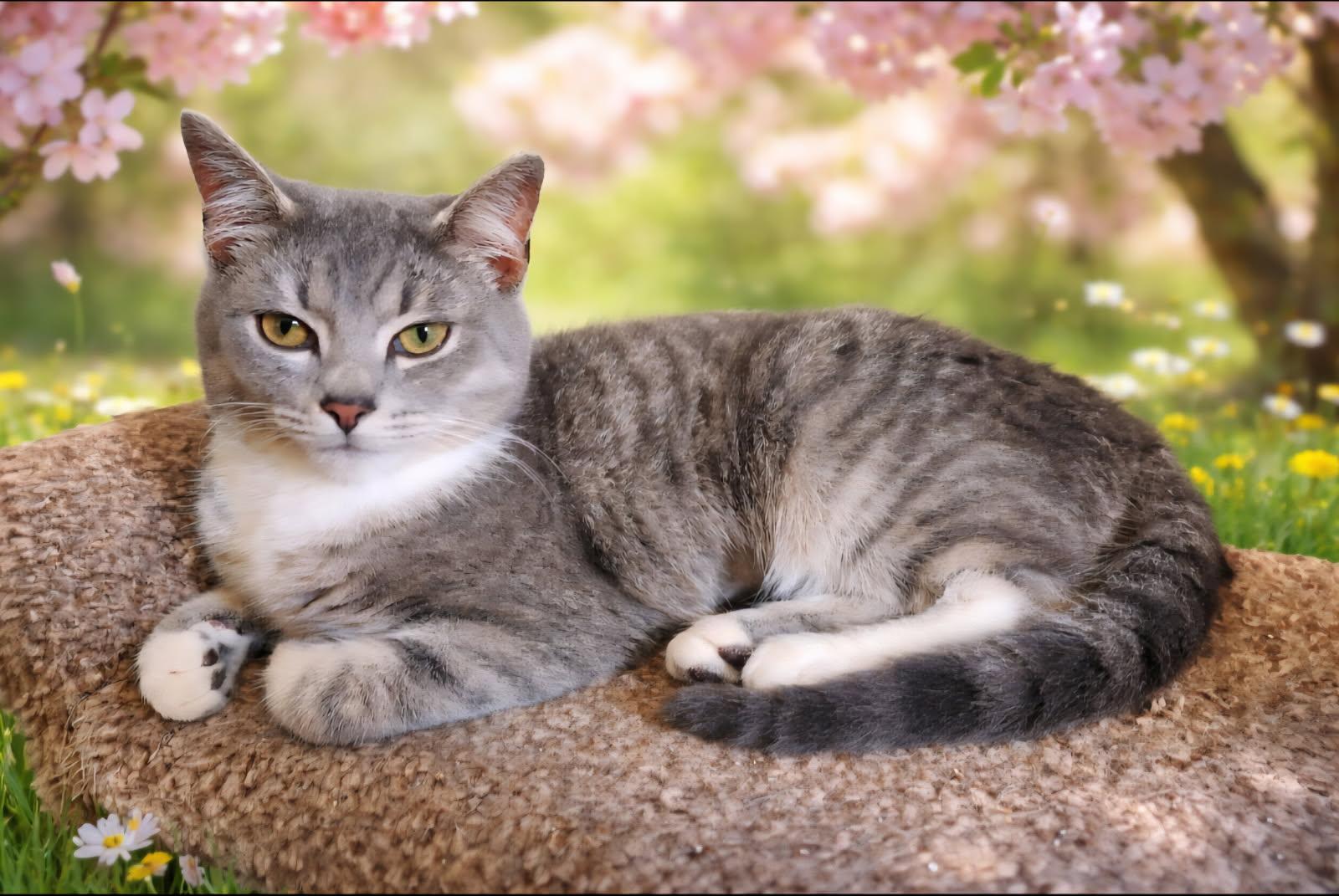 Enlarge Sylvie, a ADOPTABLE Domestic Short Hair in Knoxville, TN image 3/5