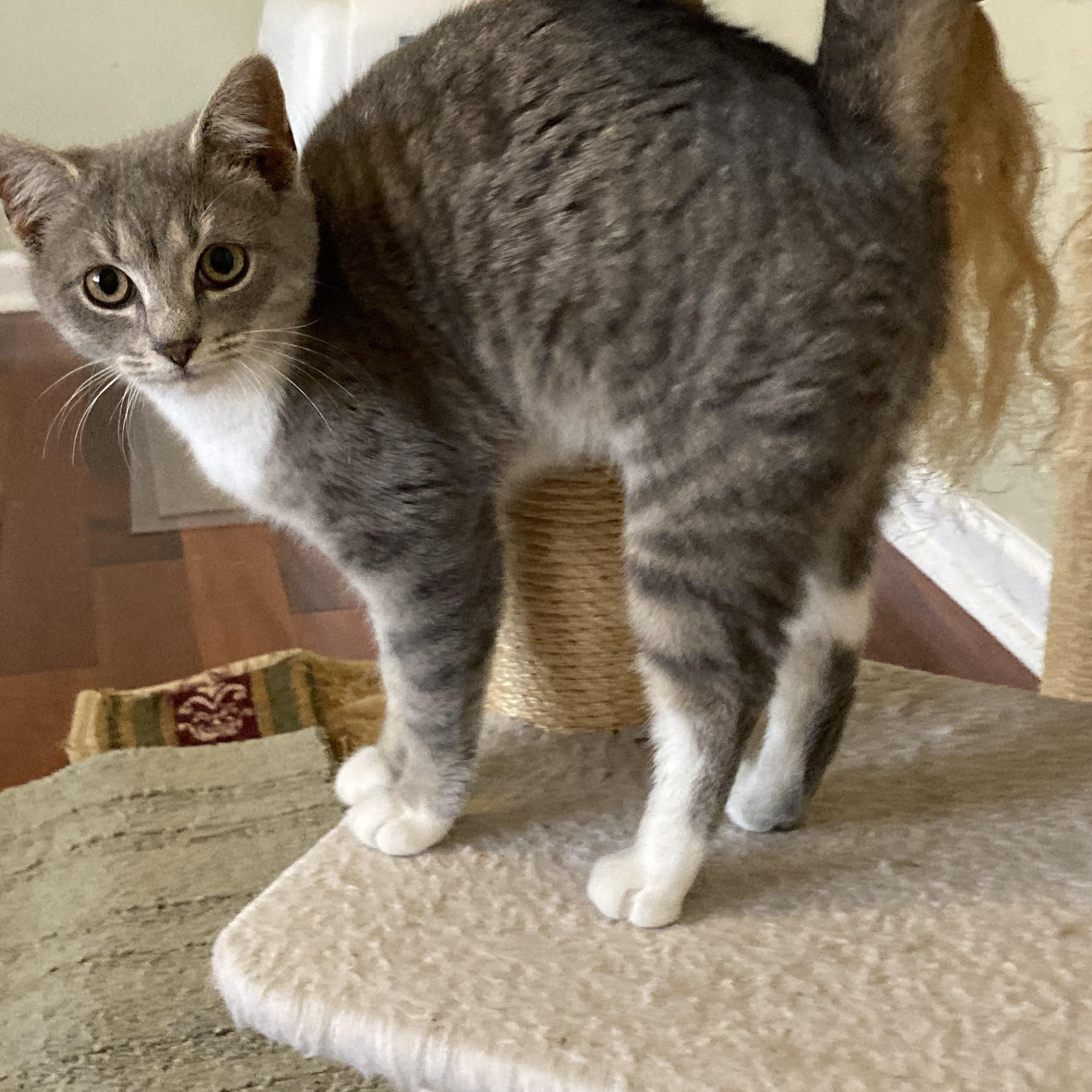 Enlarge Sylvie, a ADOPTABLE Domestic Short Hair in Knoxville, TN image 5/5