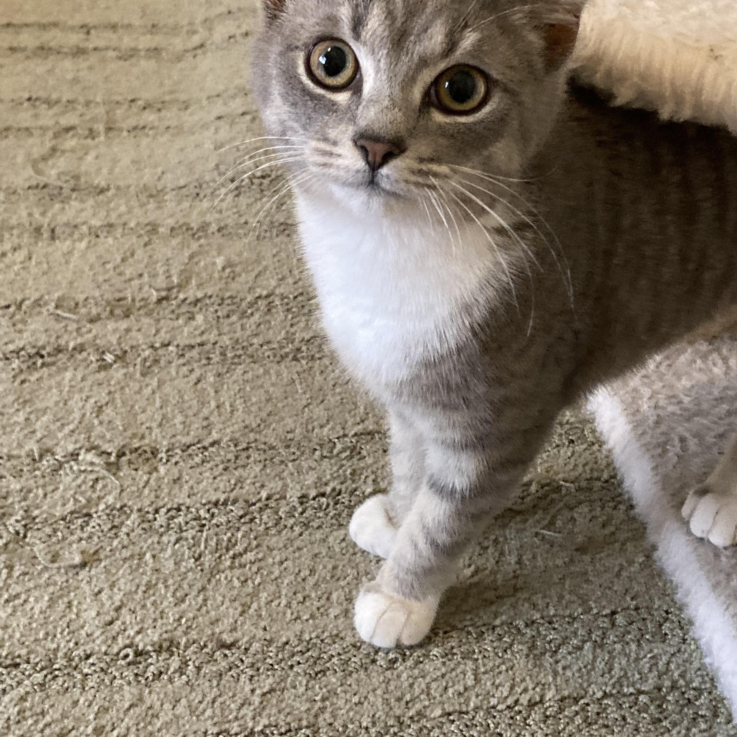 Enlarge Sylvie, a ADOPTABLE Domestic Short Hair in Knoxville, TN image 4/5