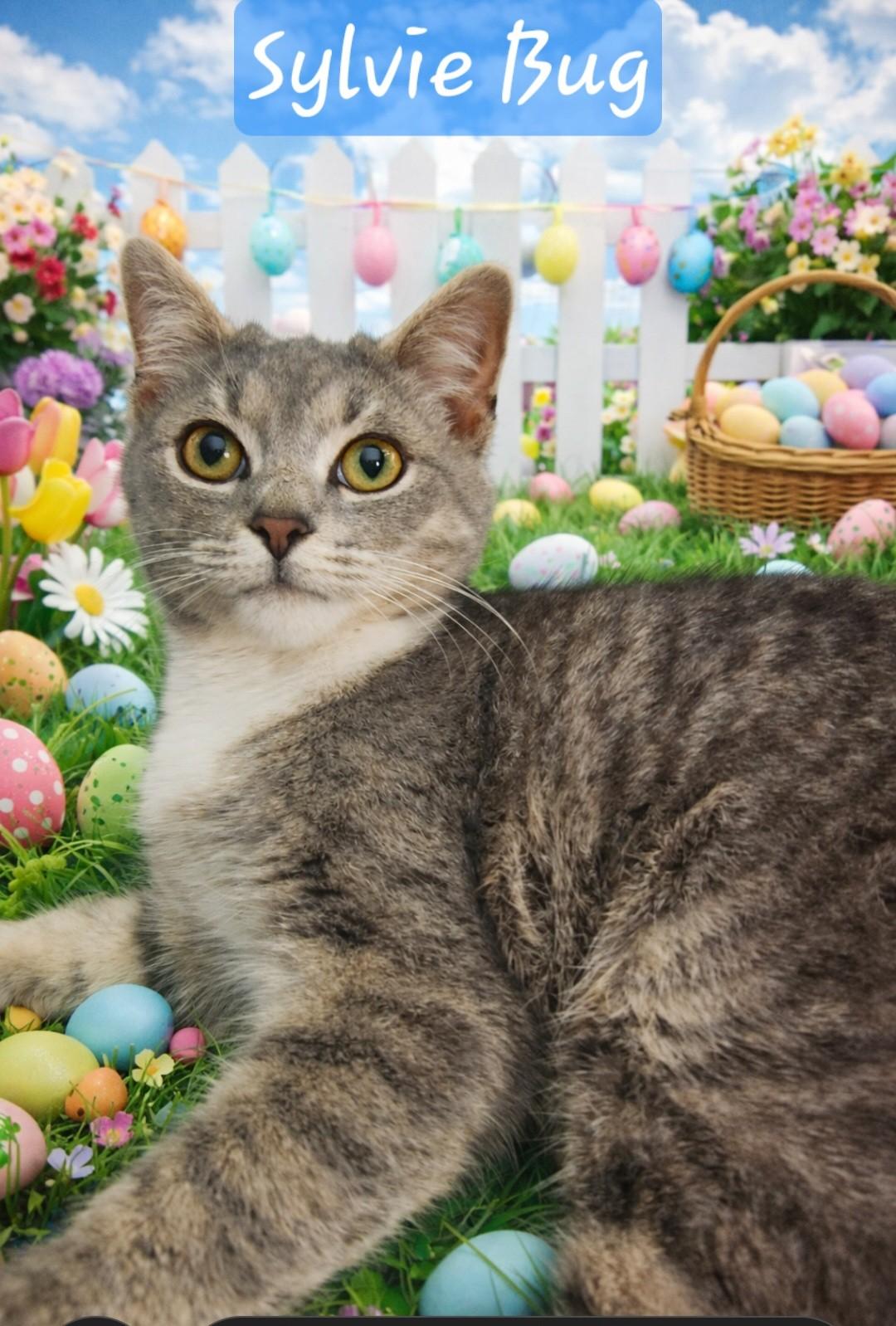 Sylvie — thumbnail 5