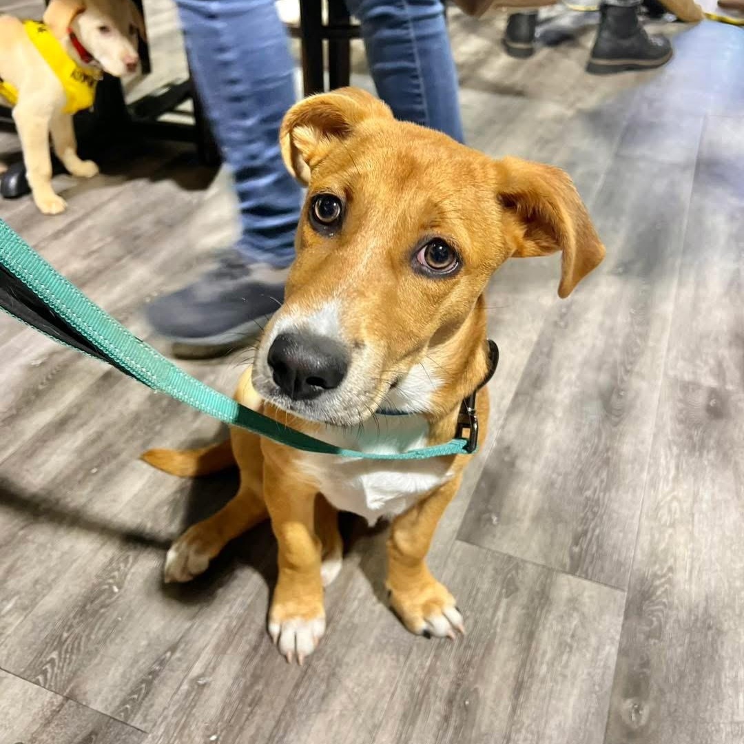 Rambo, Adoptable, Puppy Male Mixed Breed.