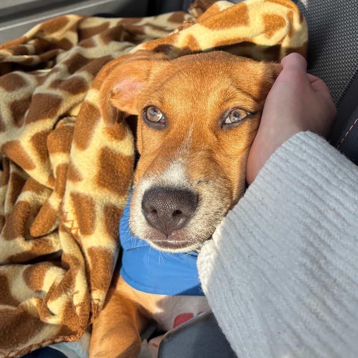 Enlarge Rambo, a Adoptable Mixed Breed in Yaphank, NY image 6/6