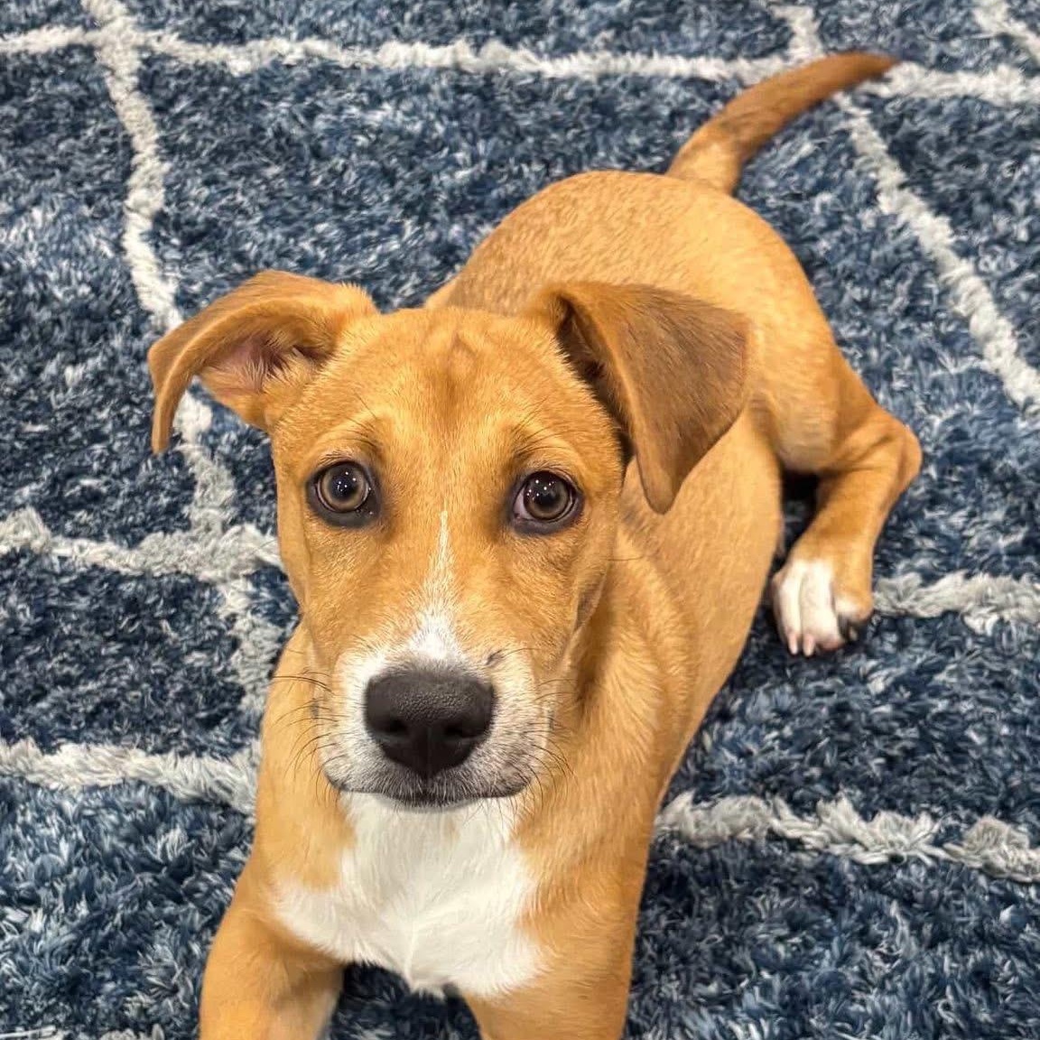 Rambo, Adoptable, Puppy Male Mixed Breed.