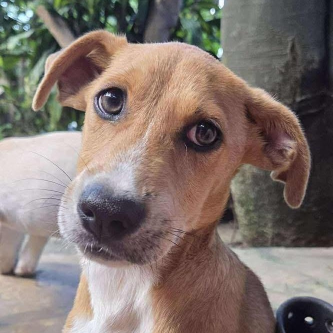 Enlarge Rambo, a Adoptable Mixed Breed in Yaphank, NY image 4/6
