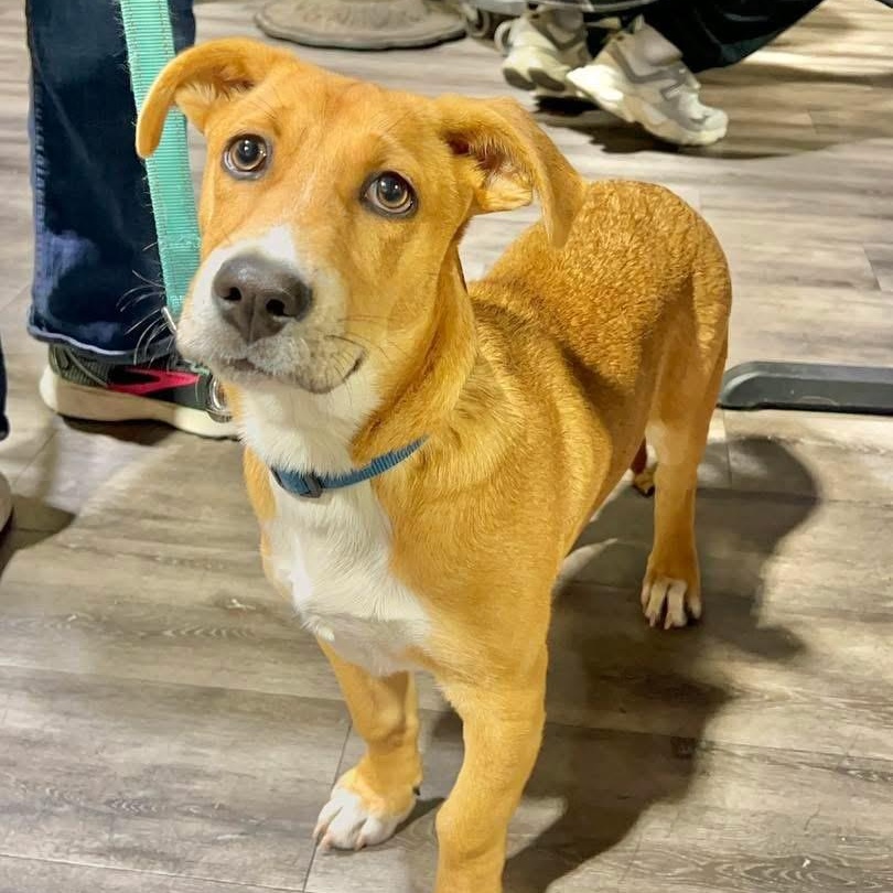 Enlarge Rambo, a Adoptable Mixed Breed in Yaphank, NY image 6/6