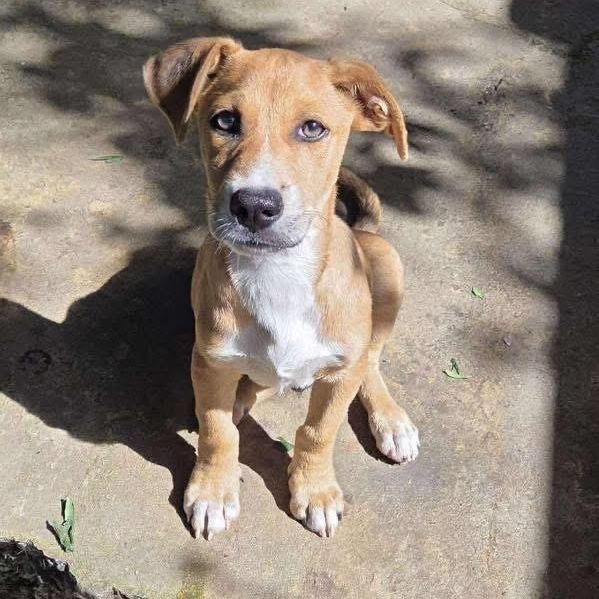 Enlarge Rambo, a Adoptable Mixed Breed in Yaphank, NY image 1/6