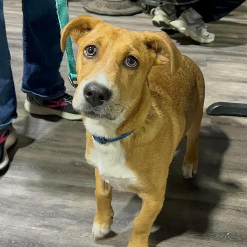 Enlarge Rambo, a Adoptable Mixed Breed in Yaphank, NY image 4/6