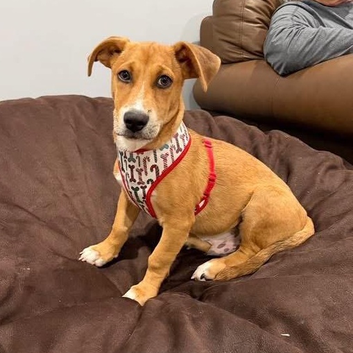 Enlarge Rambo, a Adoptable Mixed Breed in Yaphank, NY image 3/6