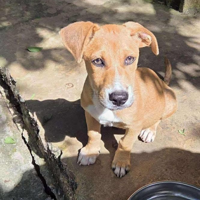 Enlarge Rambo, a Adoptable Mixed Breed in Yaphank, NY image 2/6