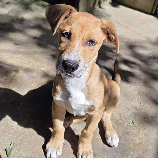 Enlarge Rambo, a Adoptable Mixed Breed in Yaphank, NY image 5/6