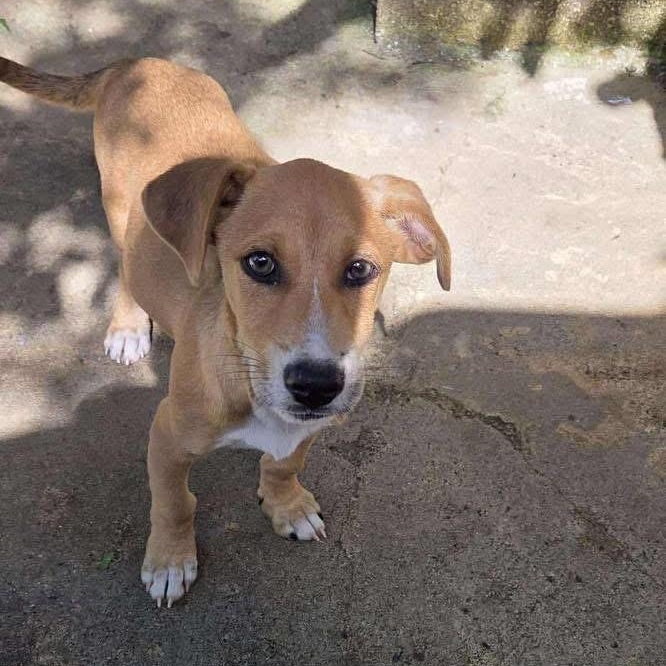 Enlarge Rambo, a Adoptable Mixed Breed in Yaphank, NY image 6/6