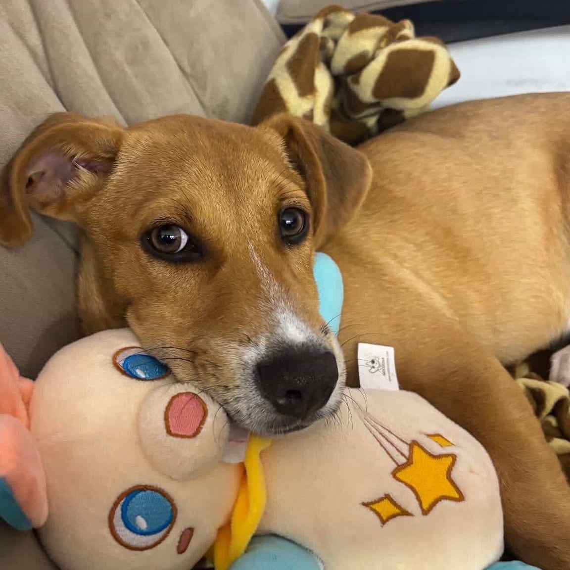 Enlarge Rambo, a Adoptable Mixed Breed in Yaphank, NY image 5/6