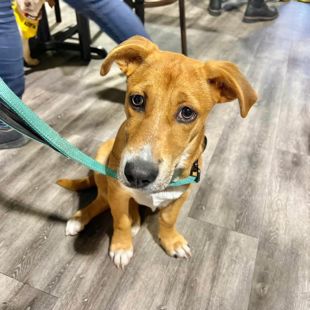 Enlarge Rambo, a Adoptable Mixed Breed in Yaphank, NY image 5/6