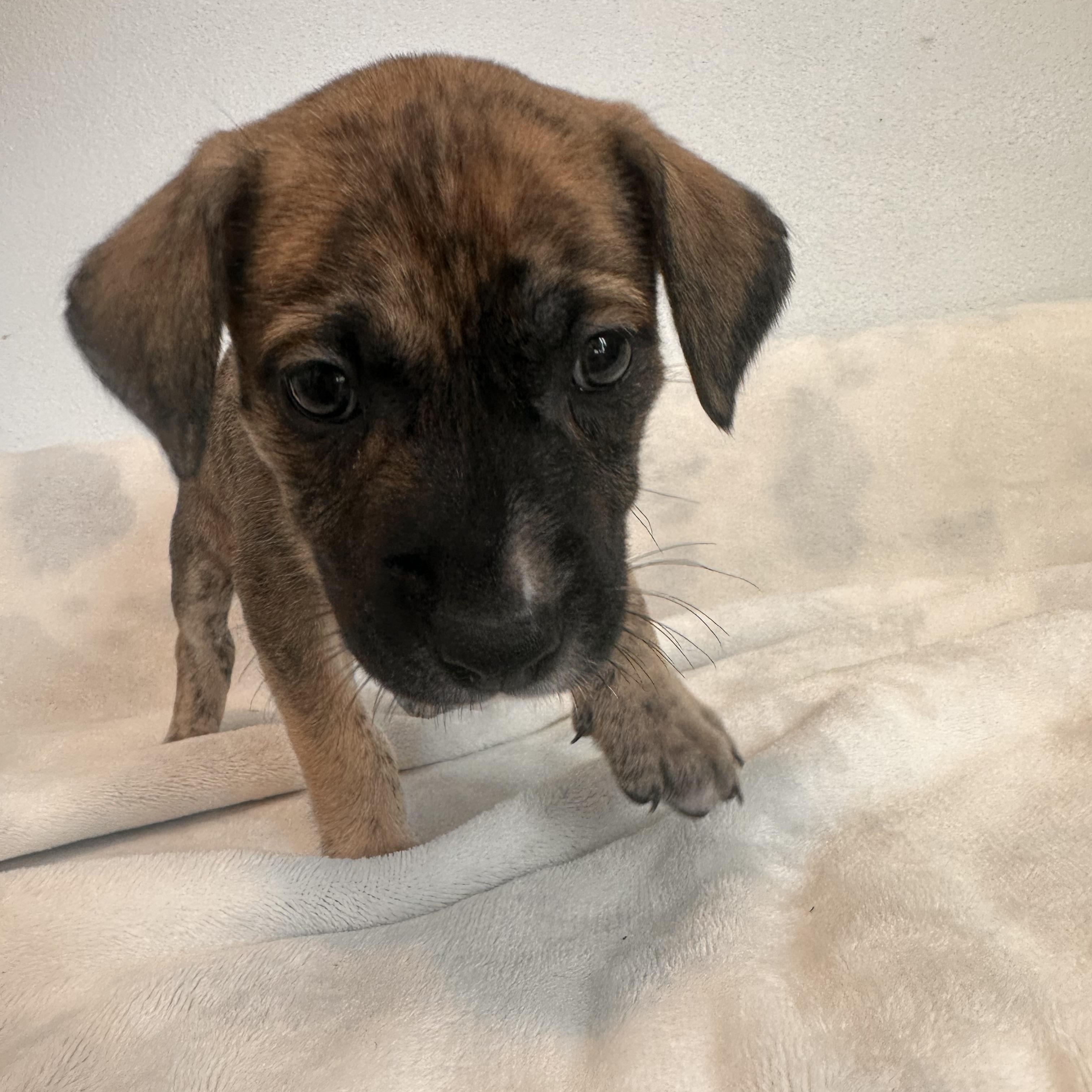 Paulie - The Petite Prince, an adoption pending mixed breed in HAMPTON, NH image 3/4