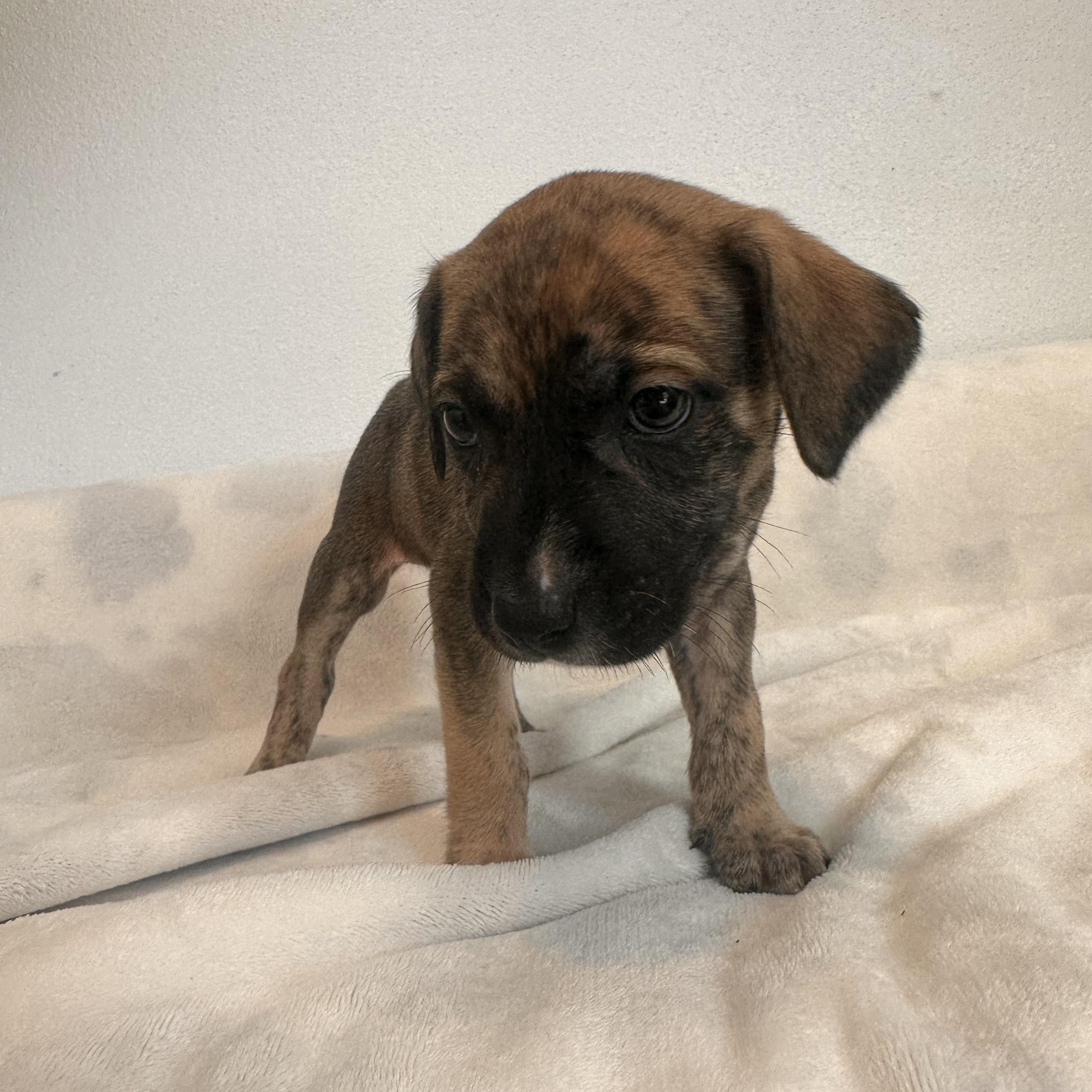 Paulie - The Petite Prince, an adoption pending mixed breed in HAMPTON, NH image 4/4