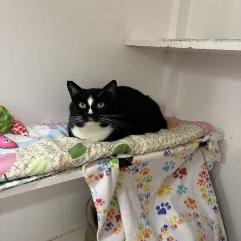 Enlarge Morena, a Adoptable Domestic Short Hair in Edgewood, MD image 2/5
