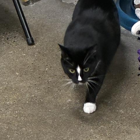 Enlarge Morena, a Adoptable Domestic Short Hair in Edgewood, MD image 5/5