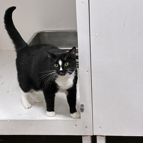 Enlarge Morena, a Adoptable Domestic Short Hair in Edgewood, MD image 4/5