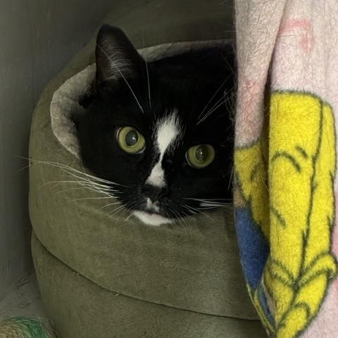 Morena, Adoptable, Adult Female Domestic Short Hair.