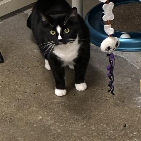 Enlarge Morena, a Adoptable Domestic Short Hair in Edgewood, MD image 3/5