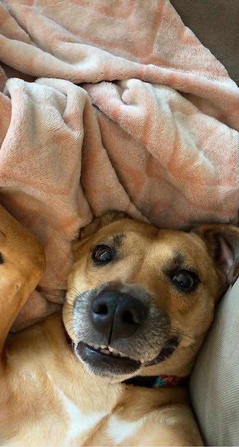 Enlarge Zoe, a Adoptable mixed breed in Bloomington, IN image 2/6