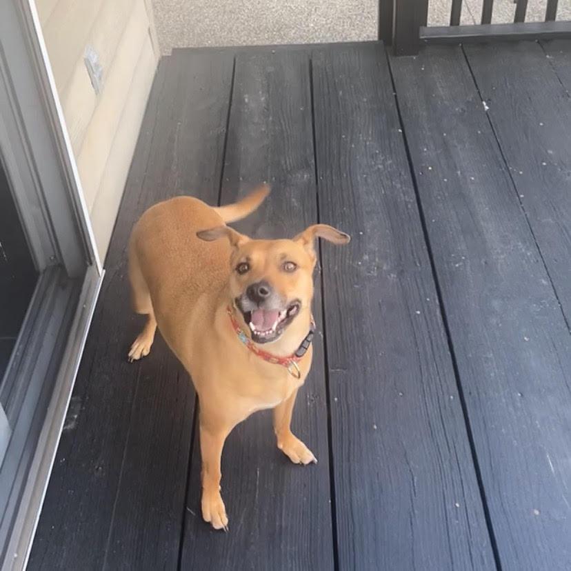 Enlarge Zoe, a Adoptable mixed breed in Bloomington, IN image 3/6