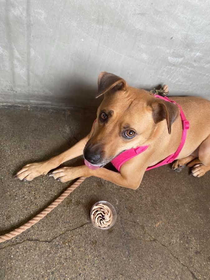 Enlarge Zoe, a Adoptable mixed breed in Bloomington, IN image 4/6